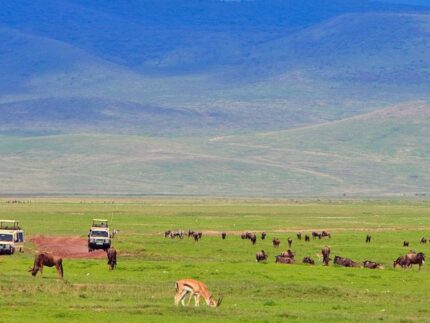 13 Days Best of East Africa Safari