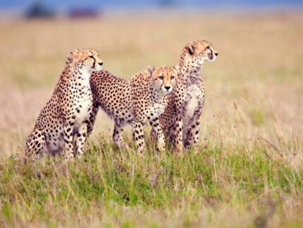 7 days Arusha, Manyara, Serengeti, Ngorongoro and Tarangire safari