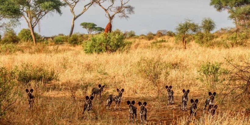 tarangire-national-par