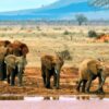 5 Days Kenya Mid Range Safari to Tsavo East, West & Amboseli