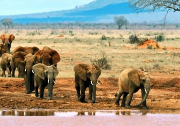 5 Days Kenya Mid Range Safari to Tsavo East, West & Amboseli