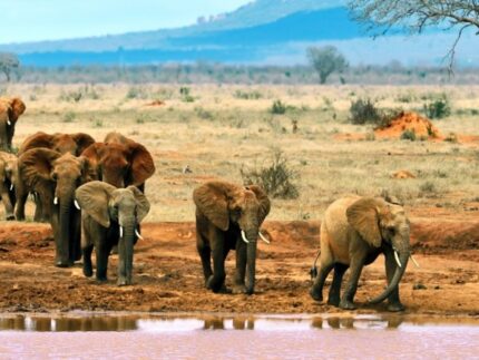 5 Days Kenya Mid Range Safari to Tsavo East, West & Amboseli