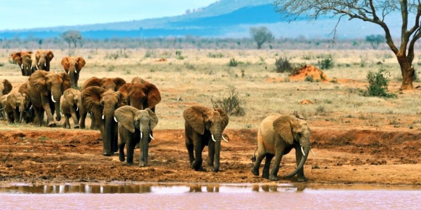 5 Days Kenya Mid Range Safari to Tsavo East, West & Amboseli
