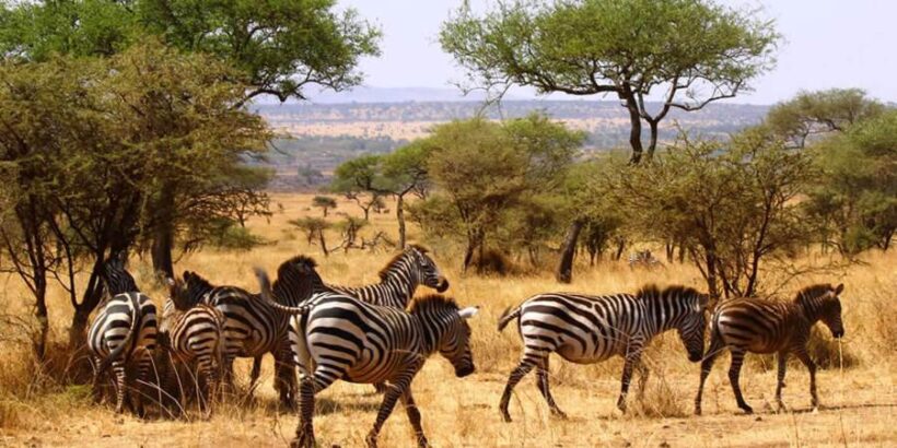 tsavo_east tsavo_east