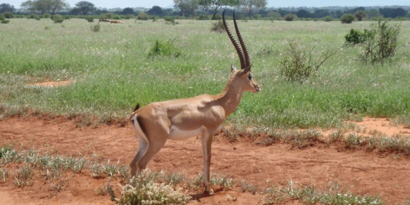 OLYMPUS DIGITAL CAMERA OLYMPUS DIGITAL CAMERA