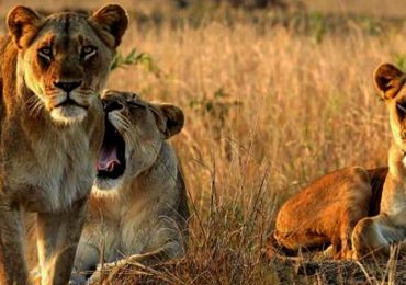 Akagera-national-park