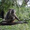 Baboon-Nakuru-Son of Groucho
