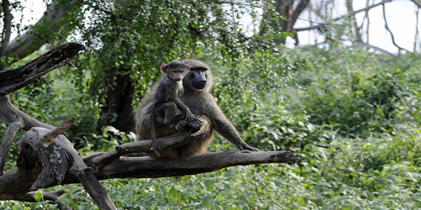 Baboon-Nakuru-Son of Groucho