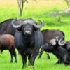 Buffalos-at-Lake-Mburo-National-Park
