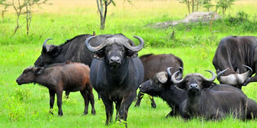 Buffalos-at-Lake-Mburo-National-Park