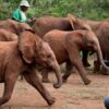 Elephant Orphanage2