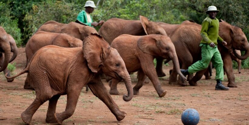 Elephant Orphanage2
