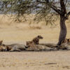 Family-Lions-Resting-Masai-Mara-Kenya-Africa-Esin Üstün