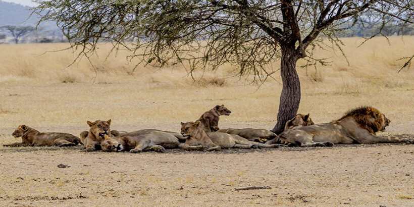 Family-Lions-Resting-Masai-Mara-Kenya-Africa-Esin Üstün