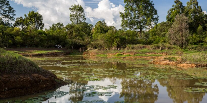 Karura_Forest_Nairobi