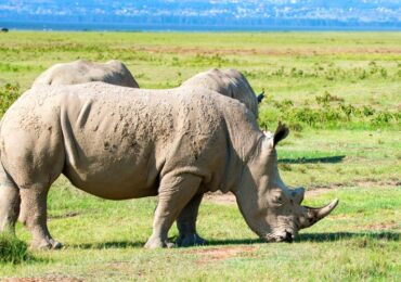Nakuru Rhino Conservancy