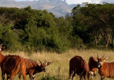 Mt-kenya-National-park