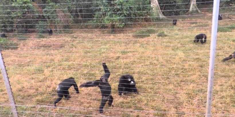 Ngamba Island Excursions