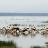 Pelicans-Lake-Nakuru-Kenya-Africa-Son of Groucho