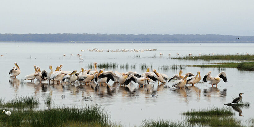 Pelicans-Lake-Nakuru-Kenya-Africa-Son of Groucho
