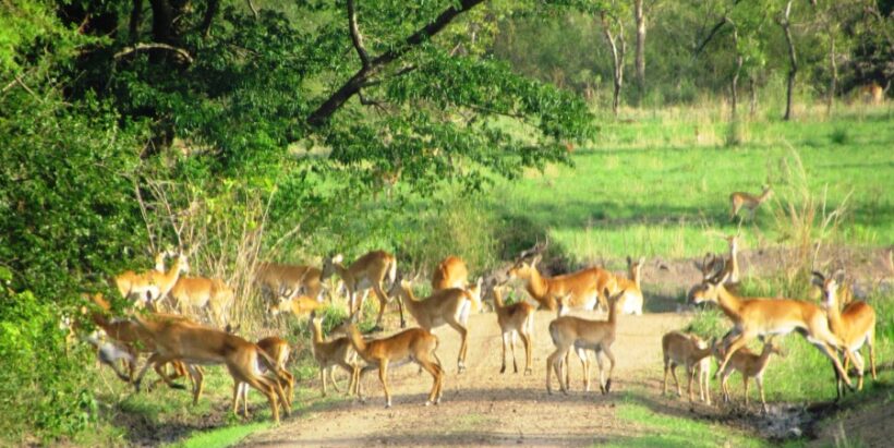 Semliki_Game_Reserve