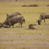 Wildebeest-Amboseli-Kenya-Africa-Neil Ransom