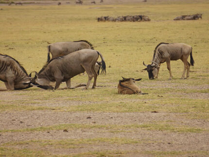 Kenya Camping Safari Package
