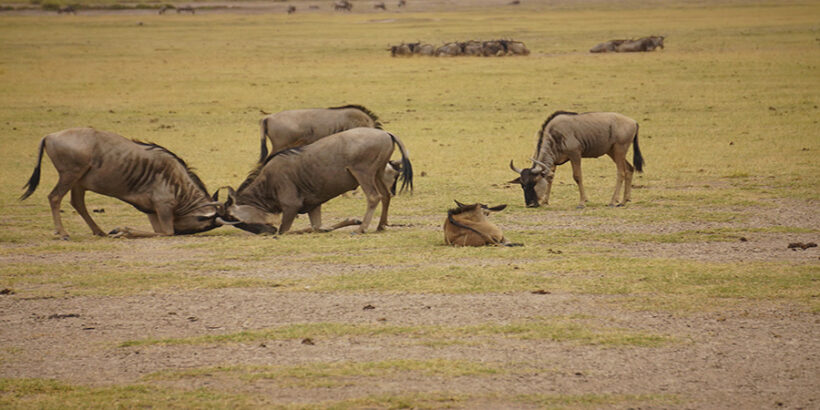 Wildebeest-Amboseli-Kenya-Africa-Neil Ransom