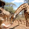Best of Nairobi City: Nairobi National Park, David Sheldrick & Giraffe Centre