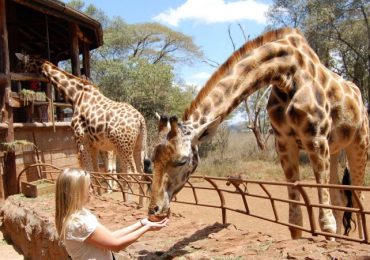 Best of Nairobi City: Nairobi National Park, David Sheldrick & Giraffe Centre