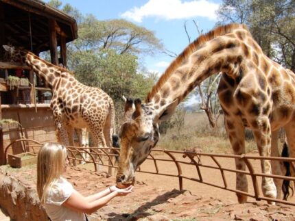 Best of Nairobi City: Nairobi National Park, David Sheldrick & Giraffe Centre