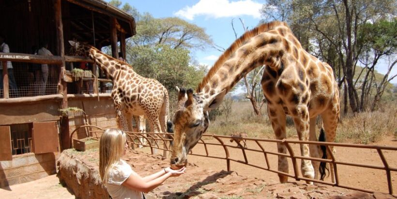 Best of Nairobi City: Nairobi National Park, David Sheldrick & Giraffe Centre