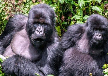 gorillas-of-Bwindi