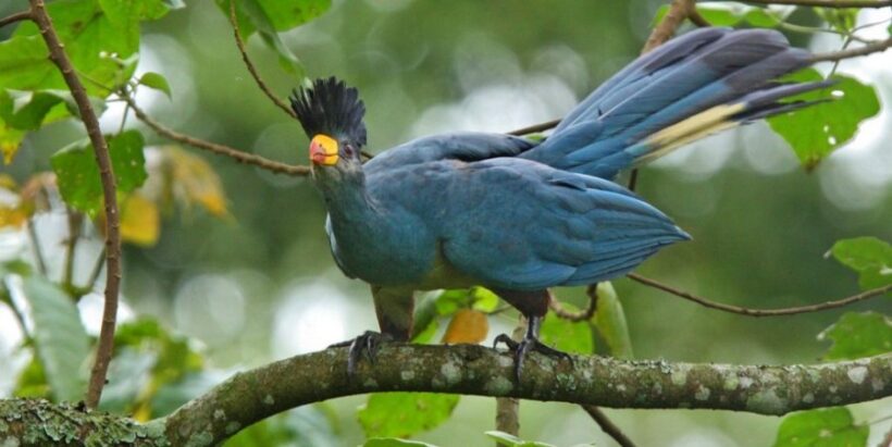 kibale-forest-national-park-