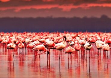 Lake Nakuru National Park