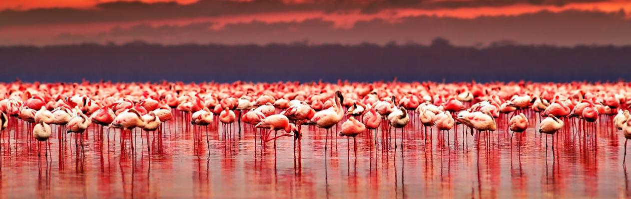 Lake Nakuru National Park