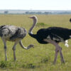 nature-grass-bird-Ostrich-animal-travel