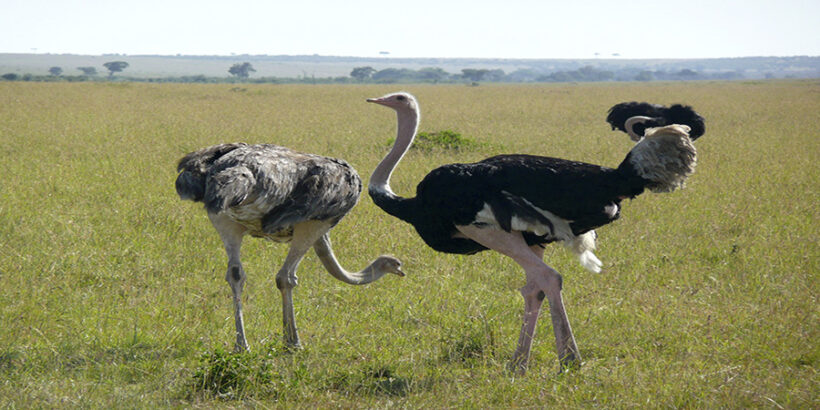 nature-grass-bird-Ostrich-animal-travel