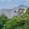 nyungwe_forest3