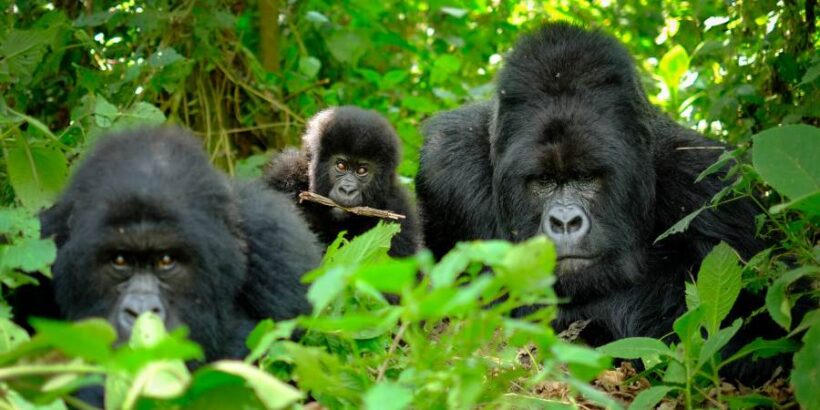 volcanoes-national-park2