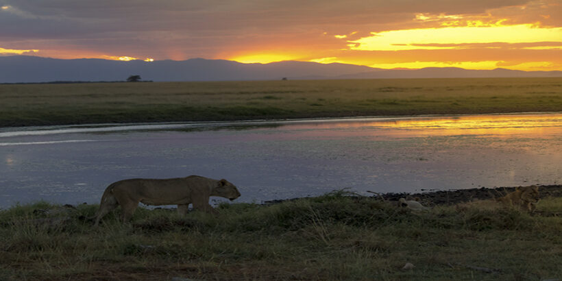 Amboseli-National-Park-Kenya-Lioness-Africa-Stealth-Mode-Ray-In-Manila