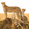 8 Day kenya Luxury Safari