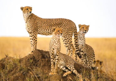 8 Day kenya Luxury Safari