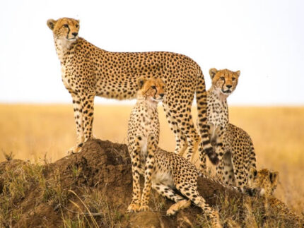 8 Day kenya Luxury Safari