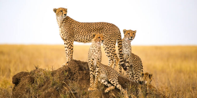 8 Day kenya Luxury Safari