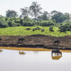 Courteous-Nina-Aberdare-Waterhole-Buffalo-Kenya-Africa