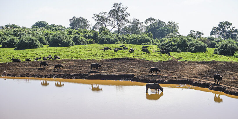 Courteous-Nina-Aberdare-Waterhole-Buffalo-Kenya-Africa