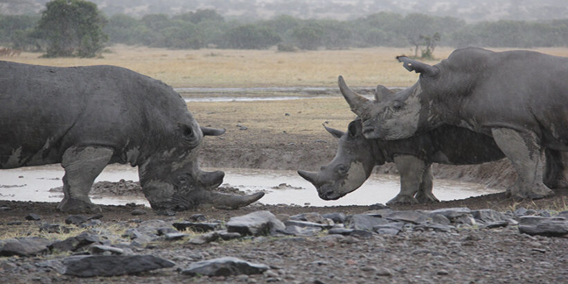 Laika ac – Ol-Pejeta-conservancy