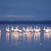 Lake-Nakuru-Flamingo-Kenya-Africa-Xiaojun Deng