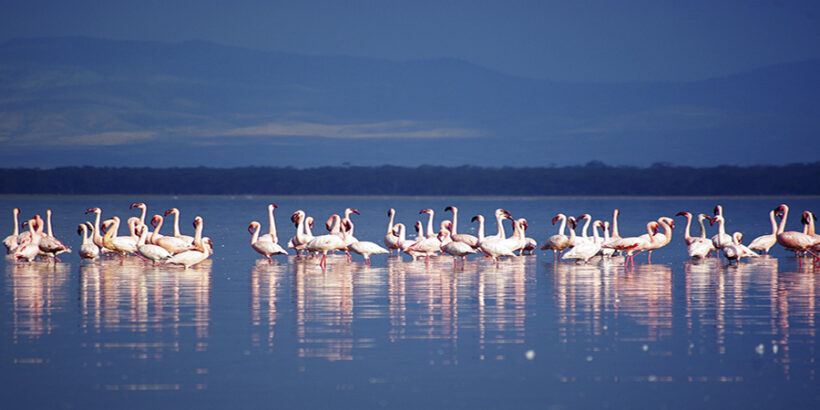 Lake-Nakuru-Flamingo-Kenya-Africa-Xiaojun Deng